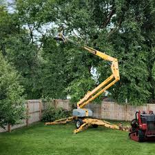 Professional Tree Care  in Ramsey, MN